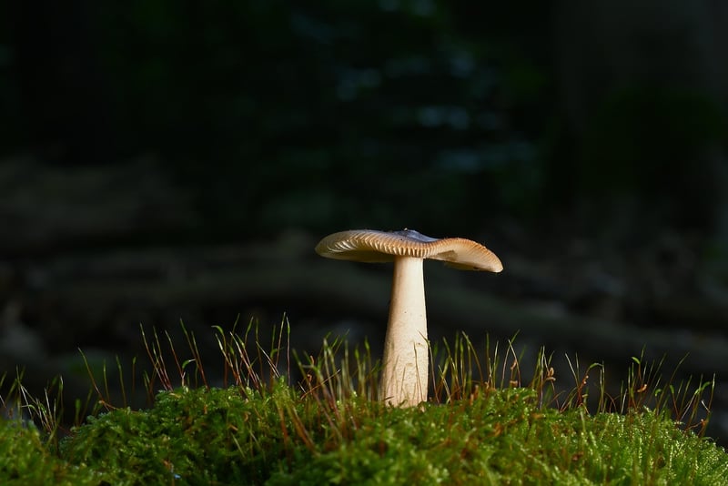 Enchanting Forests